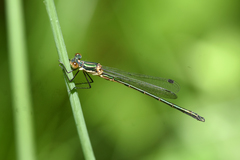 Lestes dryas