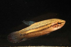 Betta siamorientalis