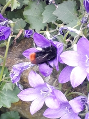 Bombus lapidarius