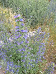 Echium vulgare