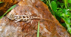 Calotes versicolor