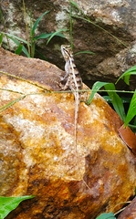 Calotes versicolor