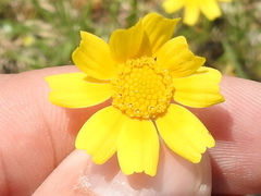 Tetraneuris linearifolia