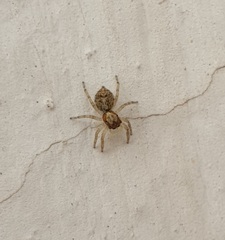 Menemerus semilimbatus