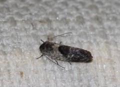 Eupselia beatella