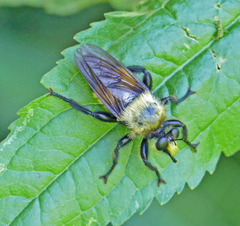 Laphria grossa