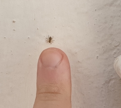 Menemerus semilimbatus