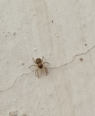 Menemerus semilimbatus