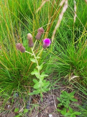 Cirsium arvense