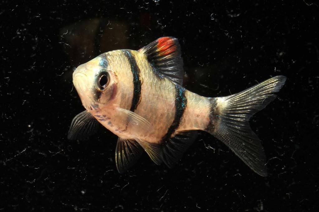 Partipentazona Barb