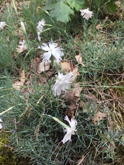 Dianthus lumnitzeri