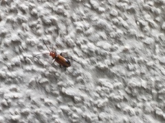 Phyllobrotica adusta