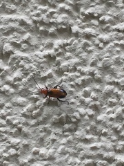 Phyllobrotica adusta