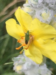 Calocoris