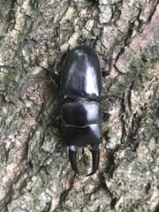 Serrognathus titanus platymelus