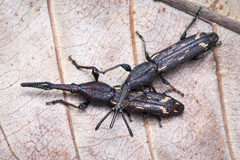 Trachelizini
