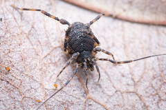 Zalmoxidae