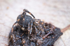 Zalmoxidae