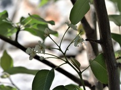 Pyrus elaeagrifolia