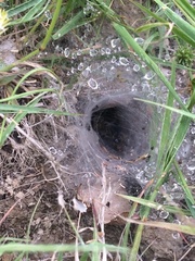 Agelena labyrinthica