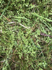 Lysimachia tenella