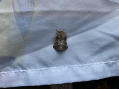 Malacosoma americana