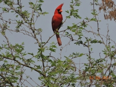 Cardinalis cardinalis