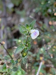 Justicia protracta protracta