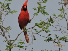 Cardinalis cardinalis