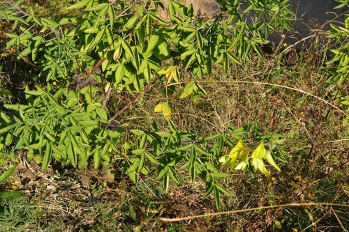 Image of Crotalaria agatiflora by (c) Hildegard Klein, some rights reserved (CC BY)