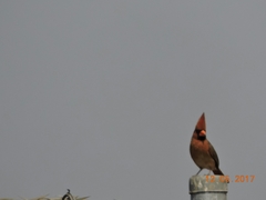 Cardinalis cardinalis