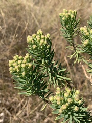 Phymaspermum athanasioides