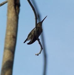 Cynanthus latirostris