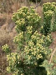 Phymaspermum athanasioides