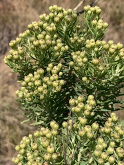 Phymaspermum athanasioides