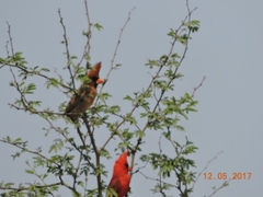 Cardinalis cardinalis