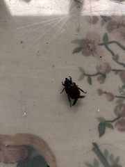 Phyllopertha horticola