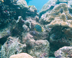 Chaetodon meyeri
