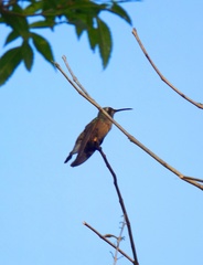 Cynanthus latirostris