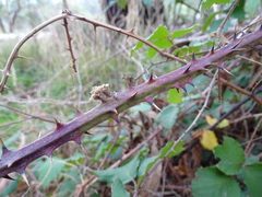 Rubus leucostachys