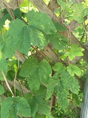 Humulus lupulus