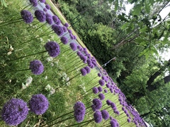 Allium giganteum