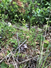 Galium obtusum