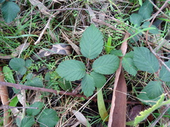 Rubus leucostachys