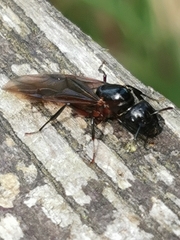 Camponotus herculeanus