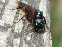 Camponotus herculeanus