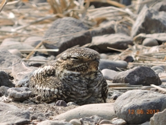 Chordeiles acutipennis