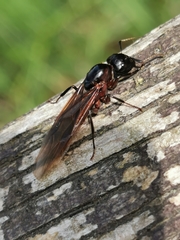 Camponotus herculeanus
