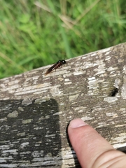 Camponotus herculeanus