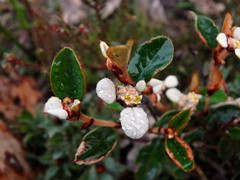 Spyridium thymifolium